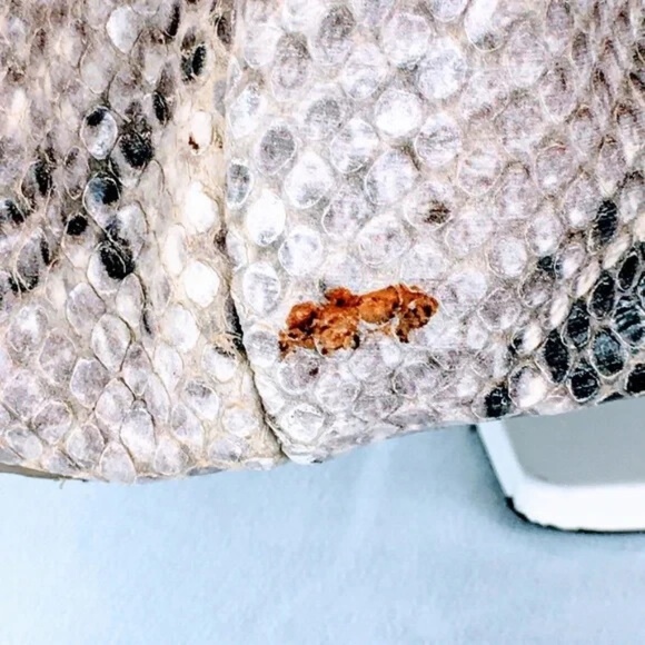 Cole Haan Hobo Bag Large Leather Snakeskin Embossed Tassel Drawcord Close - Picture 11 of 11